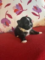 Bear, a male Chihuahua for sale in Honea Path, SC – Photo 5 of 5