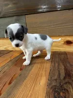 Blue spot, a male Chihuahua for sale in Honea Path, SC – 2 of 3