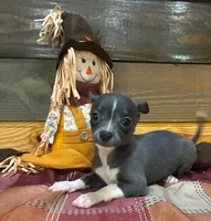 Blue Blaze , a male Chihuahua for sale in Honea Path, SC – 2 of 4