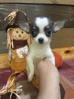 Little lady bug, a female Chihuahua for sale in Honea Path, SC – 3 of 6