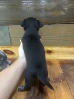 Peggy sue , a female Chihuahua for sale in Honea Path, SC – 3 of 4