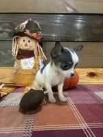 Little lady bug, a female Chihuahua for sale in Honea Path, SC – 6 of 6