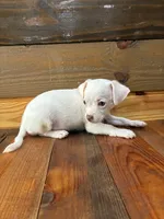 Sebastian , a male Chihuahua for sale in Honea Path, SC – 4 of 4