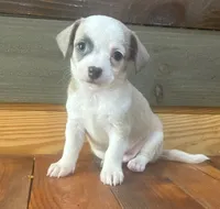 Petey , a male Chihuahua for sale in Honea Path, SC – 2 of 4