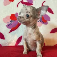 Love me lavender, a female Chihuahua for sale in Honea Path, SC – Photo 3 of 6