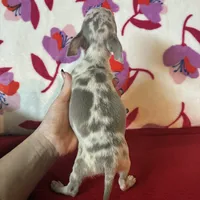 Love me lavender, a female Chihuahua for sale in Honea Path, SC – Photo 4 of 6