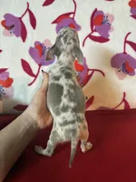 Love me lavender, a female Chihuahua for sale in Honea Path, SC – Photo 4 of 6