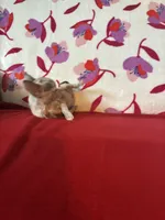 Love me lavender, a female Chihuahua for sale in Honea Path, SC – Photo 6 of 6