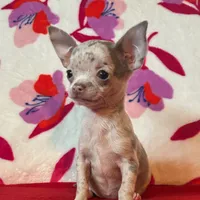 Love me lavender, a female Chihuahua for sale in Honea Path, SC – Photo 1 of 6