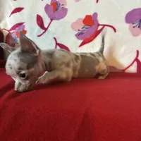 Love me lavender, a female Chihuahua for sale in Honea Path, SC – Photo 5 of 6