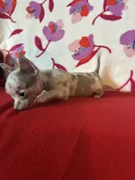 Love me lavender, a female Chihuahua for sale in Honea Path, SC – Photo 5 of 6