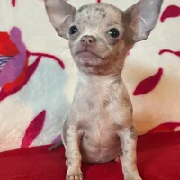 Love me lavender, a female Chihuahua for sale in Honea Path, SC – Photo 2 of 6