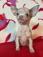 Love me lavender, a female Chihuahua for sale in Honea Path, SC – Photo 2 of 6