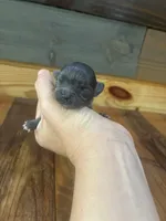 Little diamond 💍 , a female Chihuahua for sale in Honea Path, SC – 4 of 4