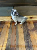 Daisy , a female Chihuahua for sale in Honea Path, SC – Photo 2 of 5