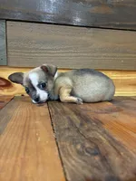 Daisy , a female Chihuahua for sale in Honea Path, SC – Photo 3 of 5