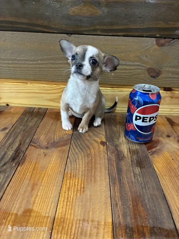 Daisy  – Chihuahua puppy for sale in Honea Path, SC