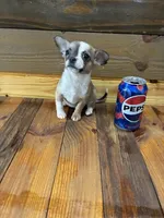 Daisy , a female Chihuahua for sale in Honea Path, SC – Photo 1 of 5