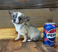 Daisy , a female Chihuahua for sale in Honea Path, SC – Photo 4 of 5