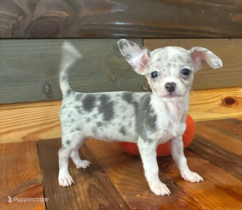 Dot – Chihuahua puppy for sale in Honea Path, SC