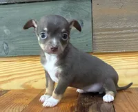 Coco, a female Chihuahua for sale in Honea Path, SC – 1 of 1