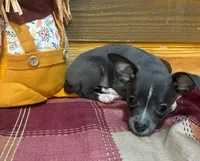 Blue Blaze , a male Chihuahua for sale in Honea Path, SC – 3 of 4