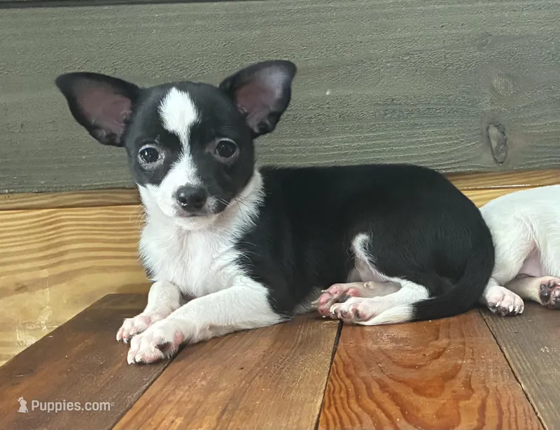 Rico – Chihuahua puppy for sale in Honea Path, SC