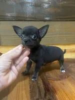 Pebble , a male Chihuahua for sale in Honea Path, SC – 4 of 4