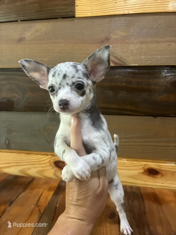 Sparkle  – Chihuahua puppy for sale in Honea Path, SC