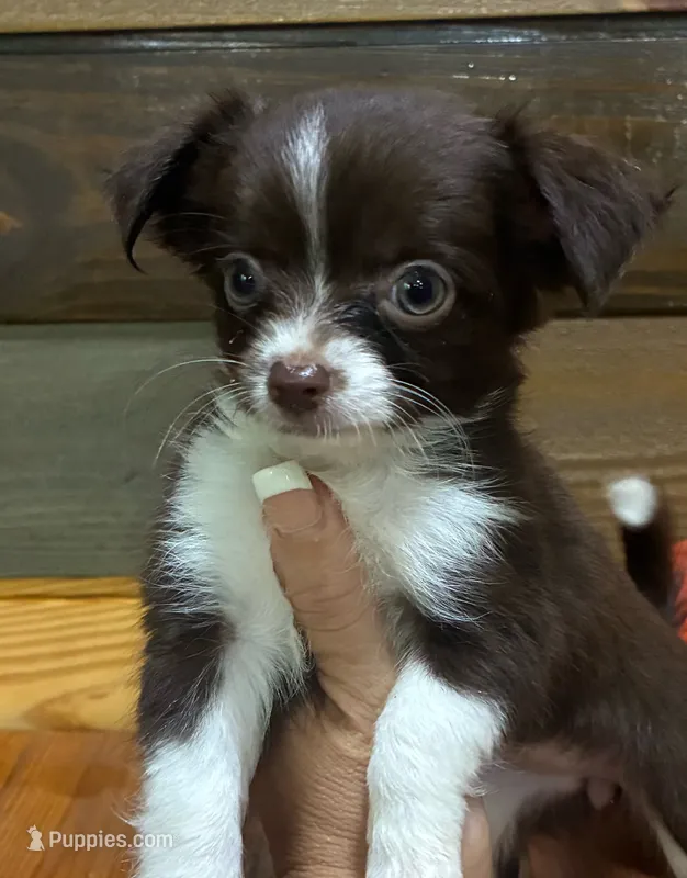 Pumpkin spice  – Chihuahua puppy for sale in Honea Path, SC