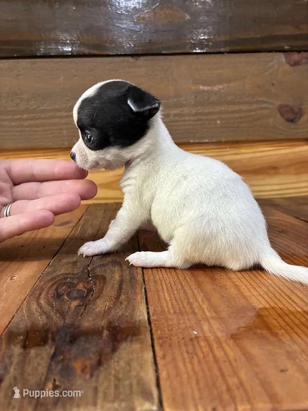 Dot – Chihuahua puppy for sale in Honea Path, SC
