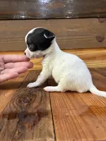 Dot, a female Chihuahua for sale in Honea Path, SC – 1 of 1