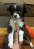 Pumpkin spice , a female Chihuahua for sale in Honea Path, SC – 3 of 4