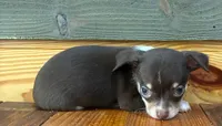 Reesie, a male Chihuahua for sale in Honea Path, SC – 4 of 4