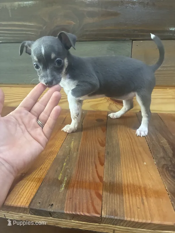 Blue Lilly bell  – Chihuahua puppy for sale in Honea Path, SC