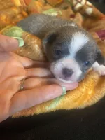 Blue collar, a male Chihuahua for sale in Honea Path, SC – Photo 1 of 5