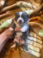 Blue collar, a male Chihuahua for sale in Honea Path, SC – Photo 3 of 5