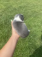 Blue collar, a male Chihuahua for sale in Honea Path, SC – Photo 5 of 5