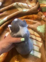 Blue collar, a male Chihuahua for sale in Honea Path, SC – Photo 2 of 5