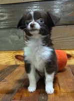 Pumpkin spice , a female Chihuahua for sale in Honea Path, SC – 2 of 4