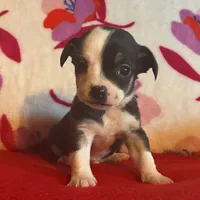 Boots, a male Chihuahua for sale in Honea Path, SC – Photo 5 of 8