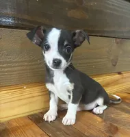 Boots, a male Chihuahua for sale in Honea Path, SC – Photo 4 of 8