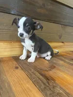 Boots, a male Chihuahua for sale in Honea Path, SC – Photo 3 of 8