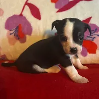 Boots, a male Chihuahua for sale in Honea Path, SC – Photo 6 of 8