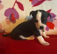 Boots, a male Chihuahua for sale in Honea Path, SC – Photo 3 of 4