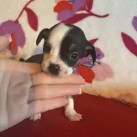 Boots, a male Chihuahua for sale in Honea Path, SC – Photo 8 of 8