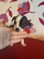 Boots, a male Chihuahua for sale in Honea Path, SC – Photo 2 of 4