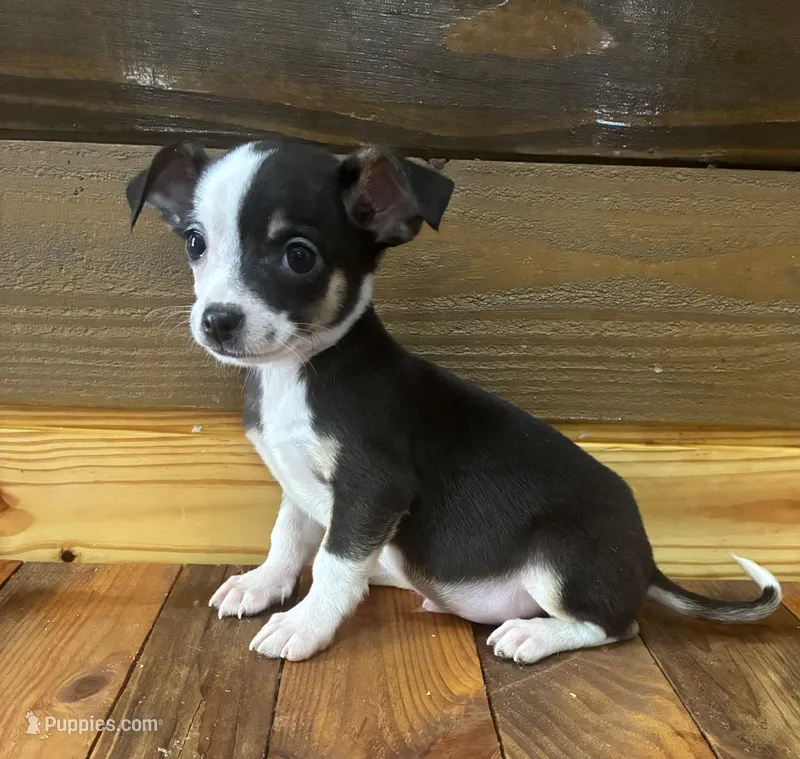 Boots – Chihuahua puppy for sale in Honea Path, SC