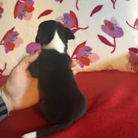 Boots, a male Chihuahua for sale in Honea Path, SC – Photo 7 of 8