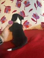 Boots, a male Chihuahua for sale in Honea Path, SC – Photo 4 of 4